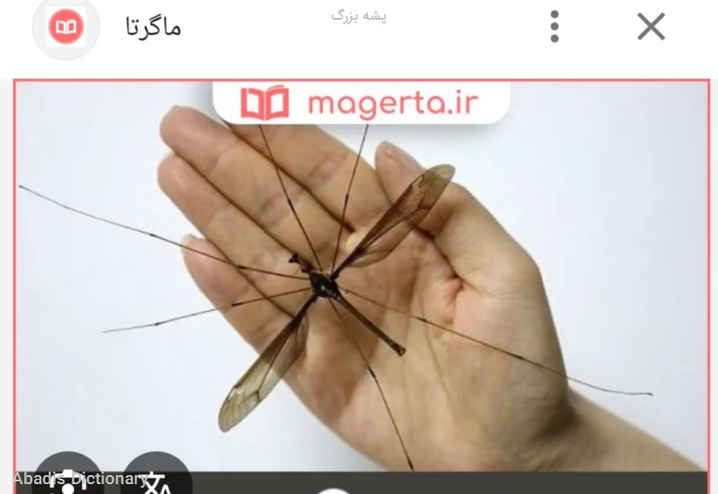 پشه بزرگ